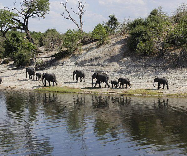 Elephants and calves walking along the sandy Chobe riverbank with reflections in the water