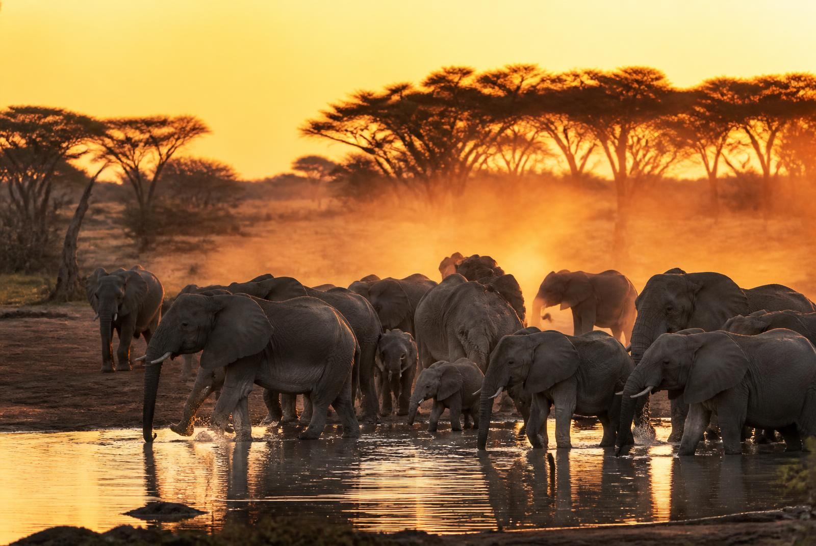 Elephant herd crossing a dusty pan in Hwange National Park at sunset