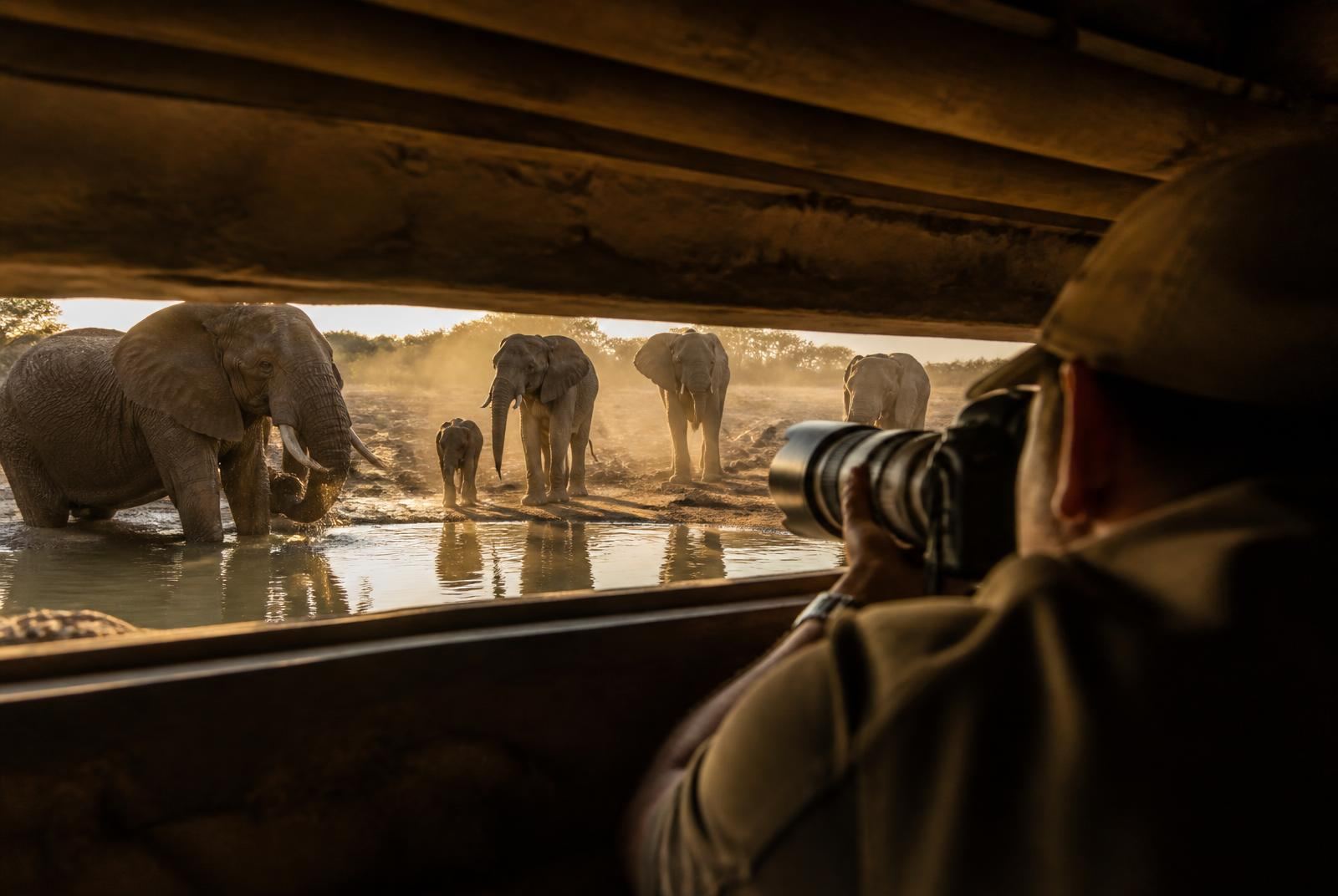 Photographer in an underground hide at eye level with elephants drinking at a Hwange waterhole