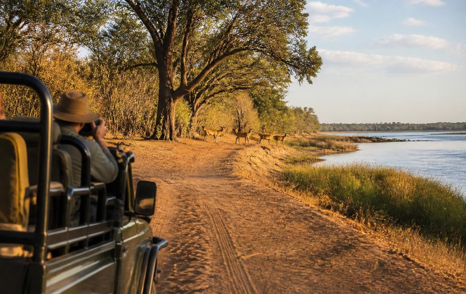 Open safari vehicle on a riverfront track in Zambezi National Park at golden hour