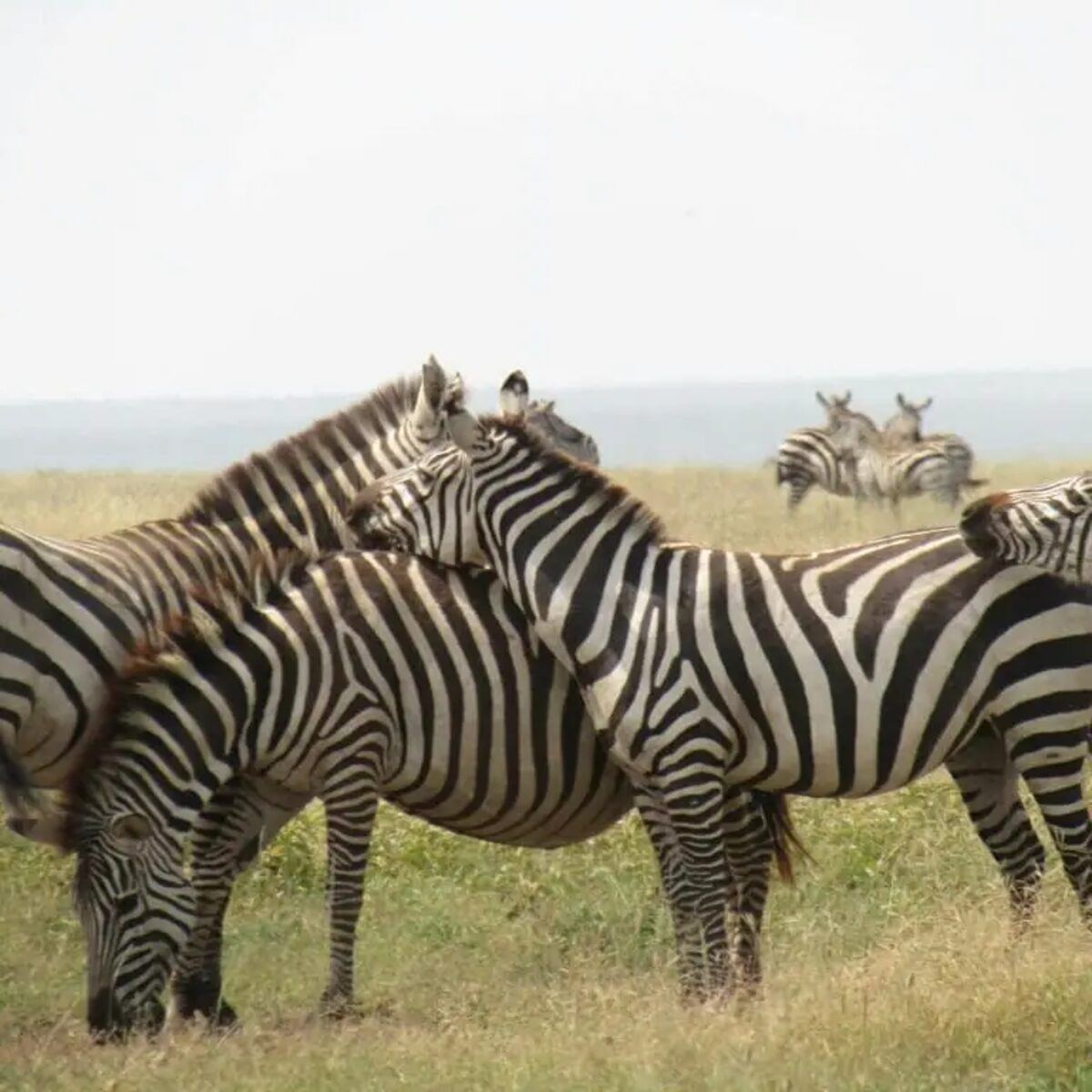 Herd of zebra grazing on open grassland in Zambezi National Park