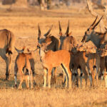 Eland on a game drive
